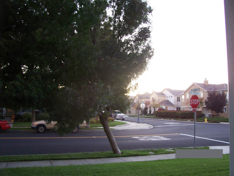 Front Tree at a Lean